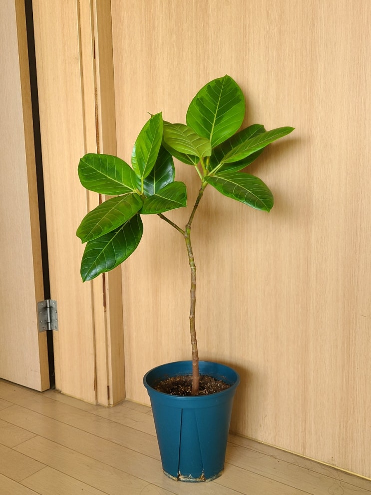벵갈고무나무 2년 성장기록 (키우기 쉬운 식물) 뱅갈고무나무 가지치기
