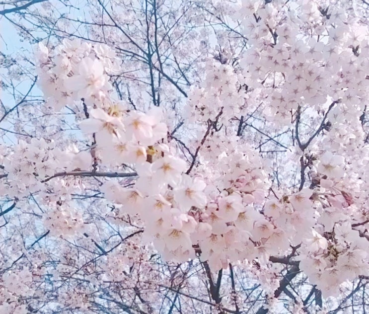 벚꽃 캠핑 마지막 예약 시즌 3월 초 예약 가능 캠핑장 일정 공유