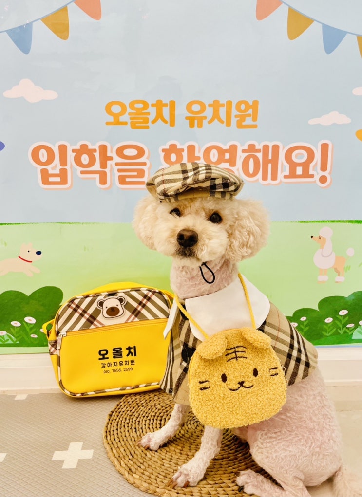  부천 강아지 유치원 '오올치' 추천 후기