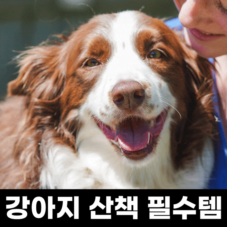  강아지 산책 필수템 3가지 알려드릴게요!