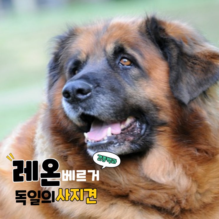  레온 베르거 독일의 사자견 정보 알아보기