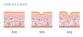 콜라겐 콜라겐