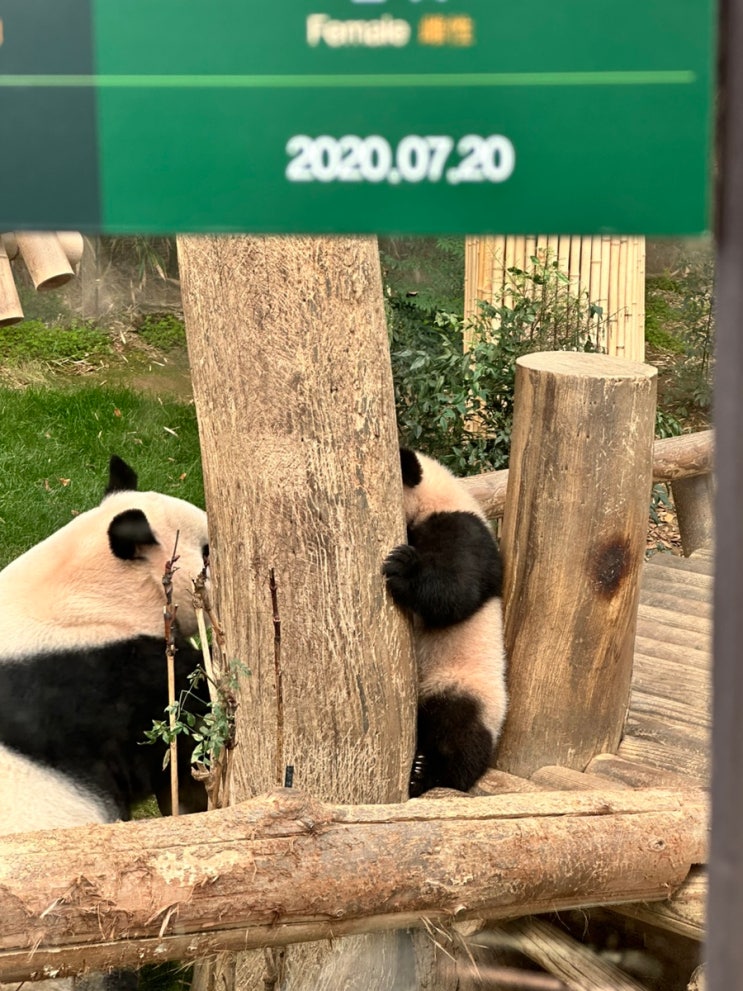  푸바오 안녕! | 에버랜드 판다월드 웨이팅 180분(루이후이) + 350분(푸바오) 후기