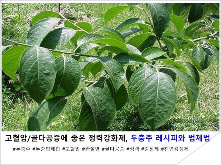  고혈압/골다공증에 좋은 정력강화제, 두충주 레시피와 법제법