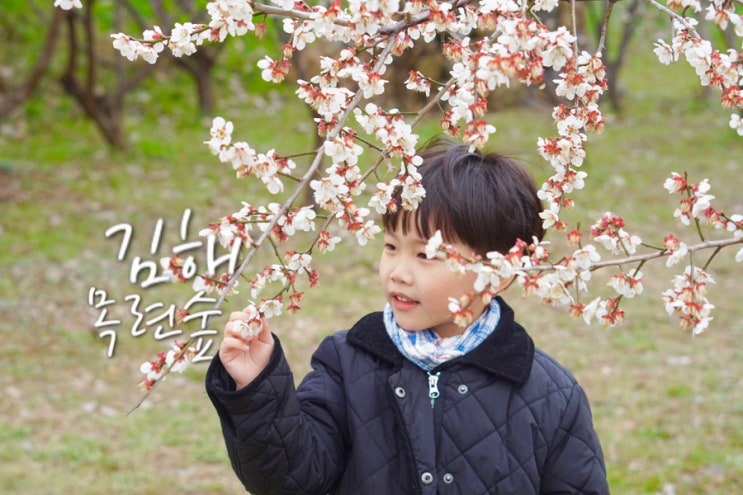  김해 목련숲 숨겨진 봄꽃 명소 매화 개화시기 현황