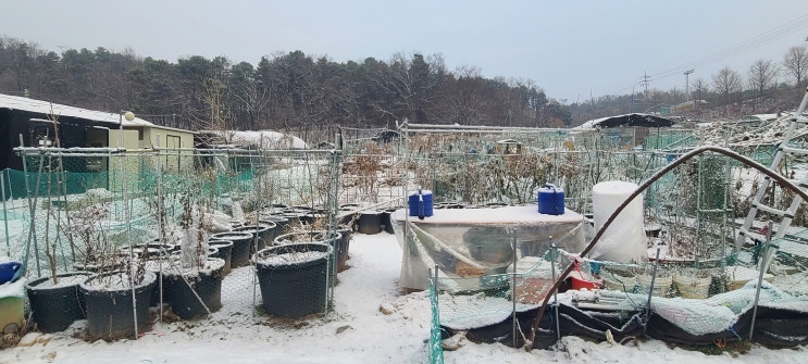 주말농장 텃밭 이야기 화초며 야생화 화분 텃밭 주말농장 텃밭 이야기 화초며 야생화 화분 텃밭
