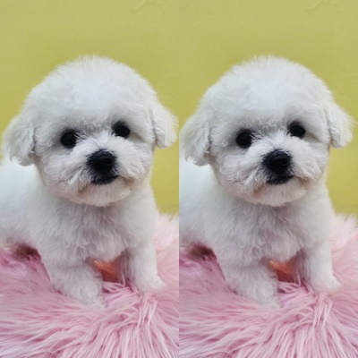  3개월 은평구 강아지 분양 미니 비송 분양