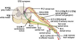 신경섬유 신경섬유