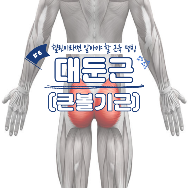  헬린이라면 알아야 할 근육 명칭 #6 - 대둔근(큰볼기근) / 소사역헬스장