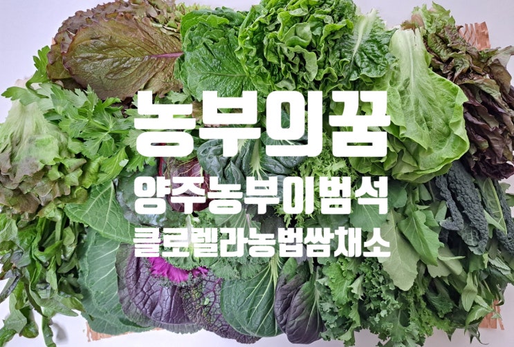 쌈채소, 샐러드야채는 양주농부이범석 농부의꿈이 푸짐하네요 쌈채소, 샐러드야채는 양주농부이범석 농부의꿈이 푸짐하네요