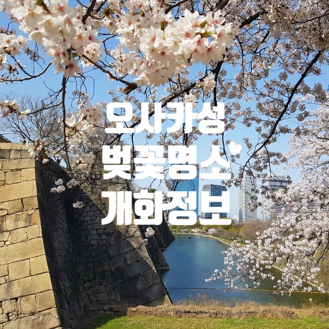 오사카성 벚꽃시즌 후기 개화시기 정보 가는법 벚꽃축제 반바쿠기념공원