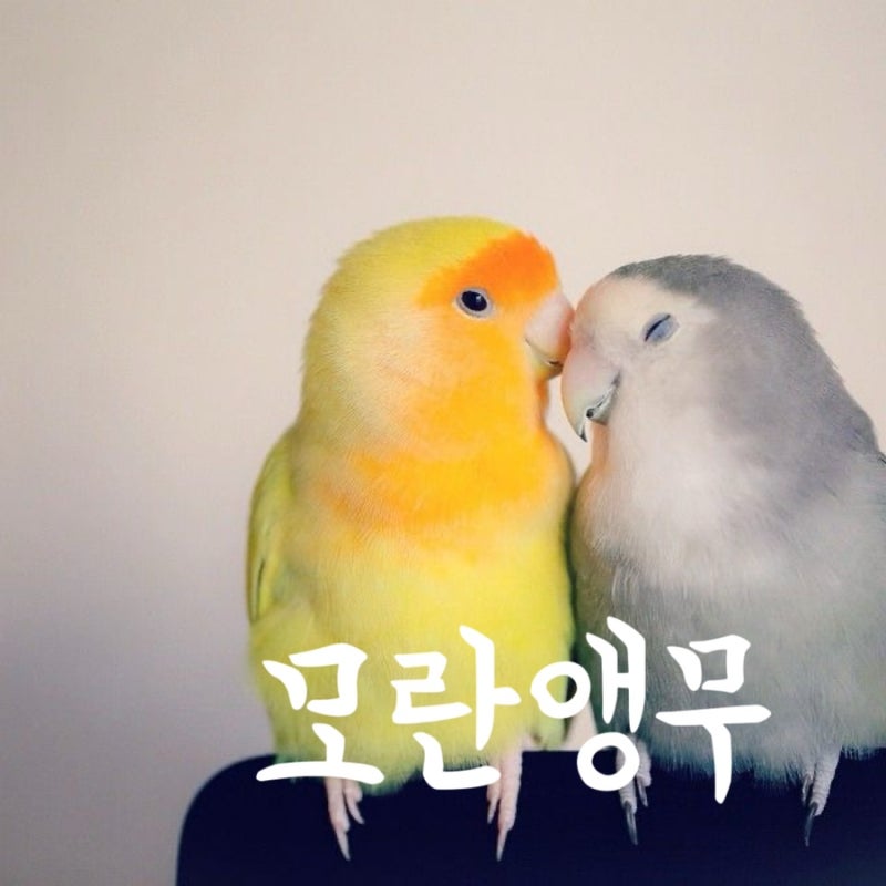 모란앵무 종류 수명 털색상 등 키우기 전 알아보기 : 네이버 블로그
