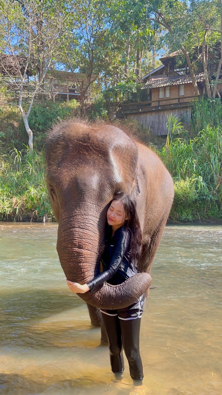  태국 치앙마이 타완 리버 사이드 액티비티 코끼리 모닝콜 & 코끼리 목욕 후기 Tawan Riverside Elephant Resort