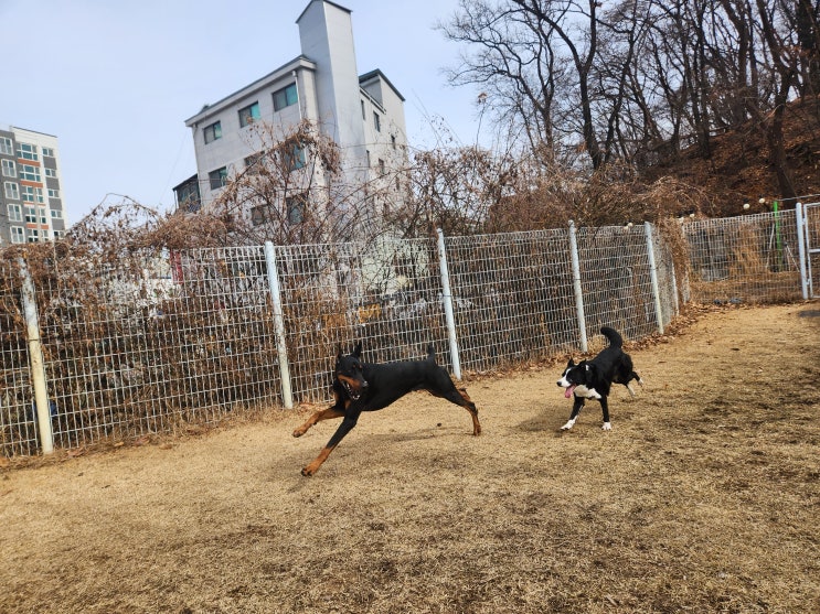  대형견호텔 :) 천연잔디운동장이 넓은 라드독