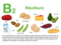 리보플라빈 비타민 B2 우유 유제품 간 달걀 효모 에너지 대사