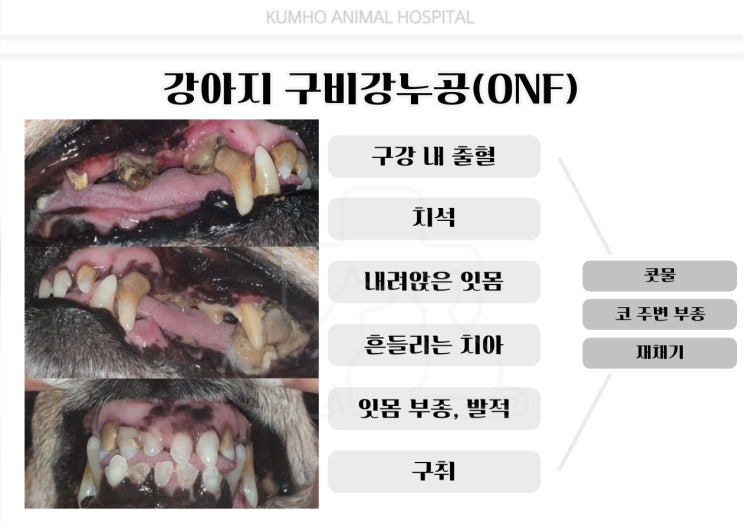  광주 강아지 치과 - 16살 강아지의 구비강누공으로 인한 발치 수술 case [광주 치과 동물병원, 금호동 동물병원, 강아지 발치, 강아지 구비강누공]