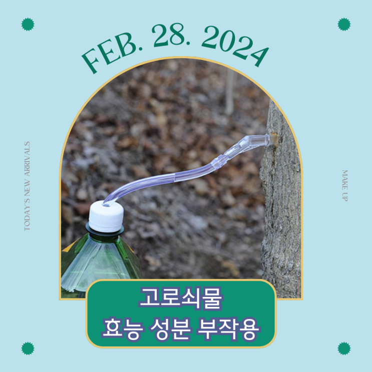  당뇨, 고혈압, 피부에 좋은 물?ㅣ고로쇠물 효능 성분 먹는 법 맛 부작용 유통기한