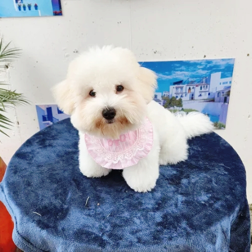 털안빠지는 강아지 꼬똥 드 툴레아 꼬동 성격 , 분양가 털안빠지는 강아지 꼬똥 드 툴레아 꼬동 성격 , 분양가