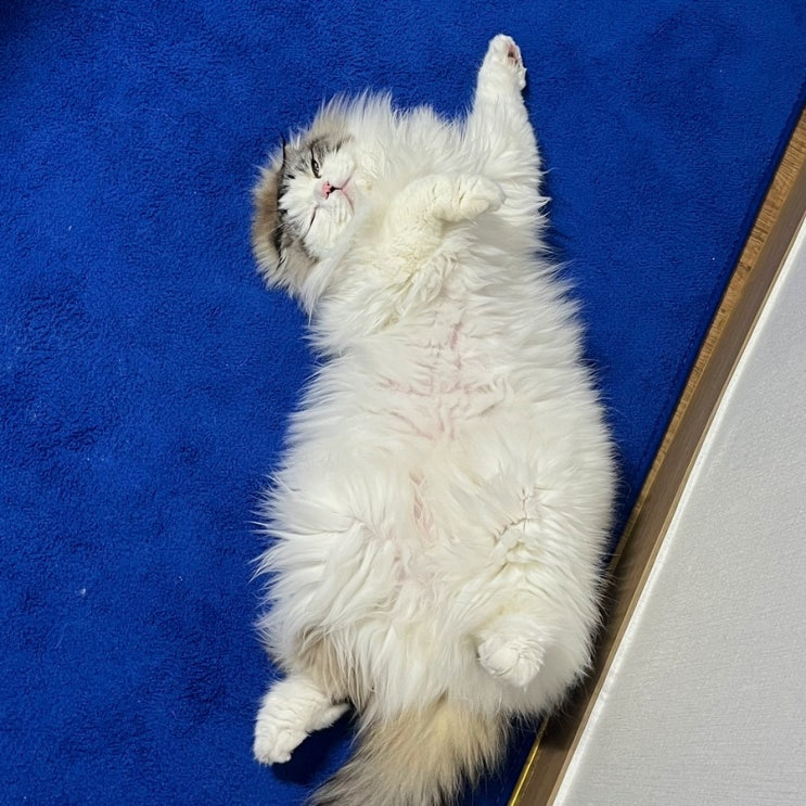  [고양이 용품] 100억대 자산가에서 호화로운 거지생활