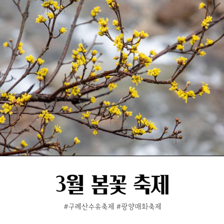  3월 꽃구경 가기 전 알아두면 좋을 봄꽃 축제