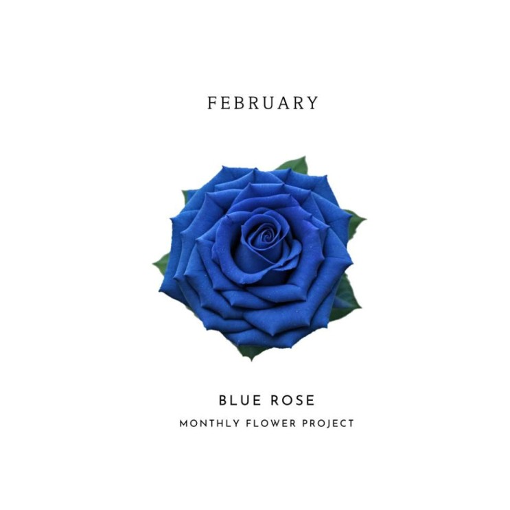 PERC%NT - Blue Rose [노래가사, 노래 듣기, Audio]