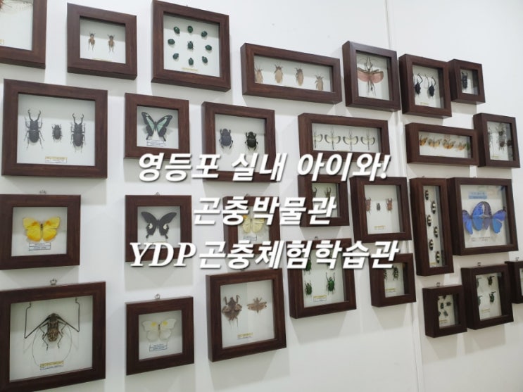  영등포 곤충박물관 YDP곤충체험학습관 :: 실내 아이와 가볼만한곳