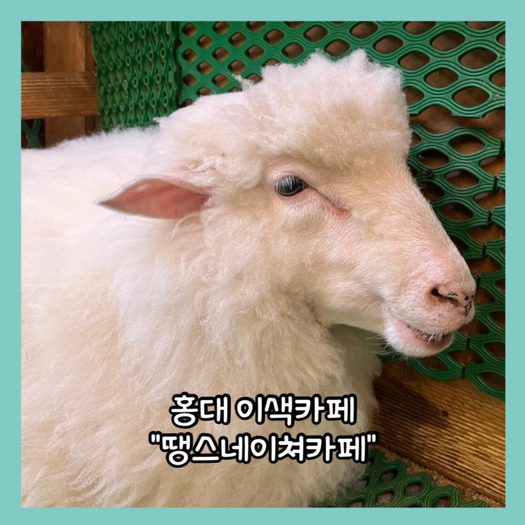  [홍대] 이색카페 홍대 가볼만한 곳 "땡스네이쳐" 내돈내산