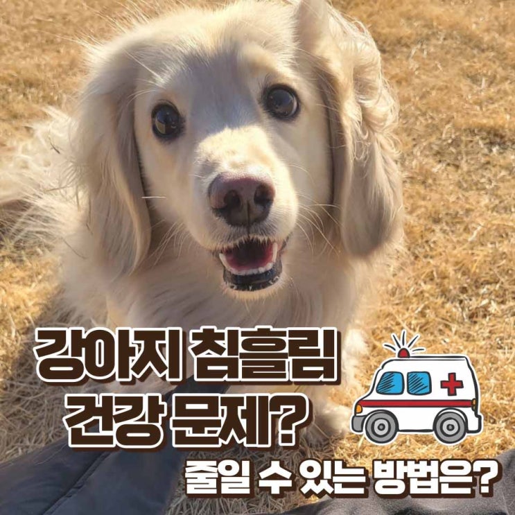 강아지 침 흘림 이유 건강 문제일까? 줄일 수 있는 방법은?