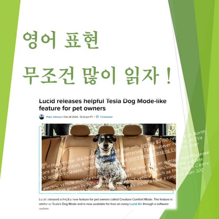  애완동물까지 배려하는 전기차? 테슬라와 루시드