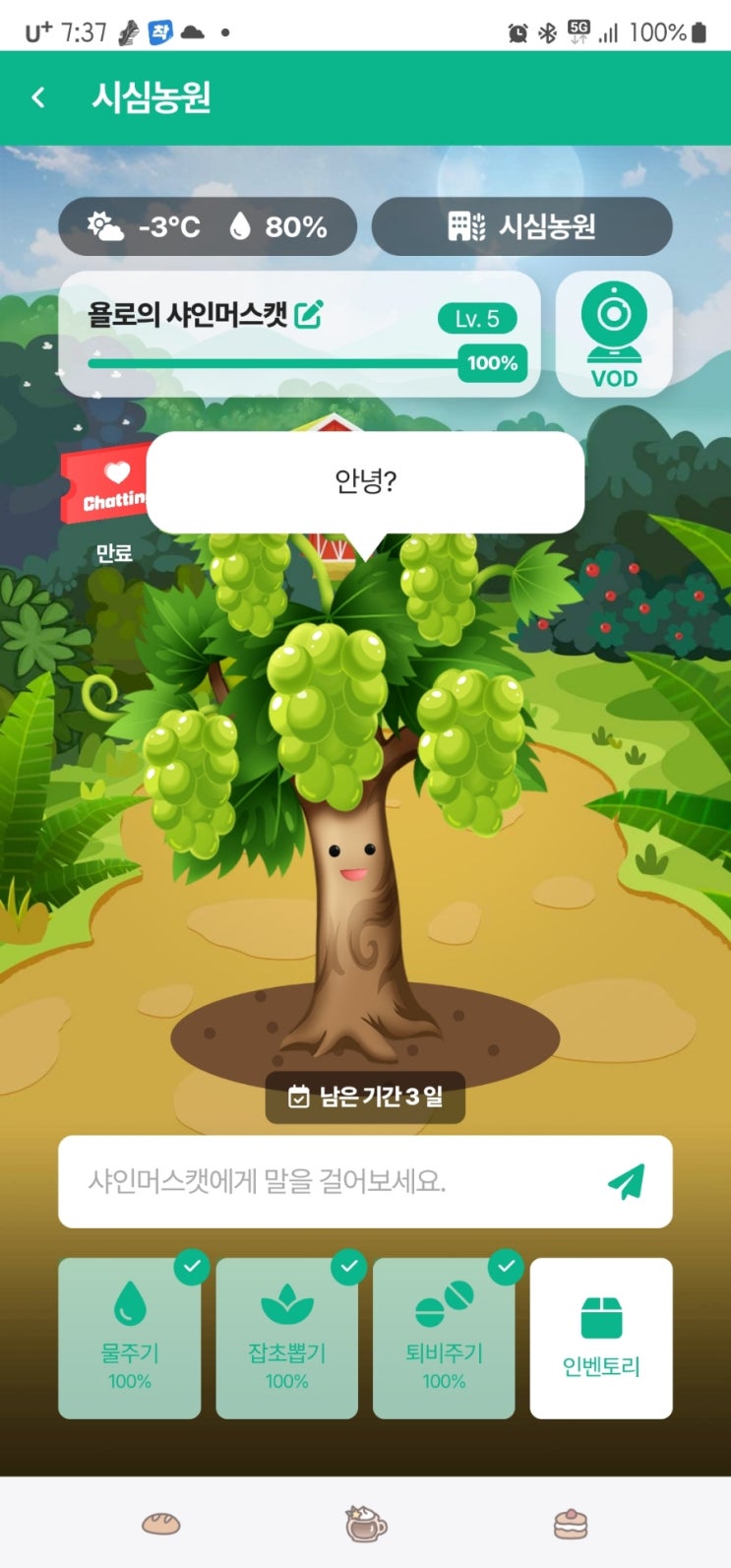 샤인머스캣 무료로 받았어요 꿀 오트밀 방울토마토 신규오픈 샤인머스캣 무료로 받았어요 꿀 오트밀 방울토마토 신규오픈