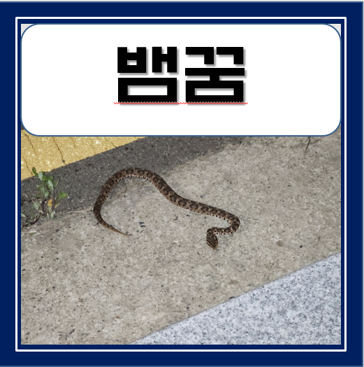 뱀꿈 뱀에게 손가락 물리는 꿈 뱀죽이는 꿈