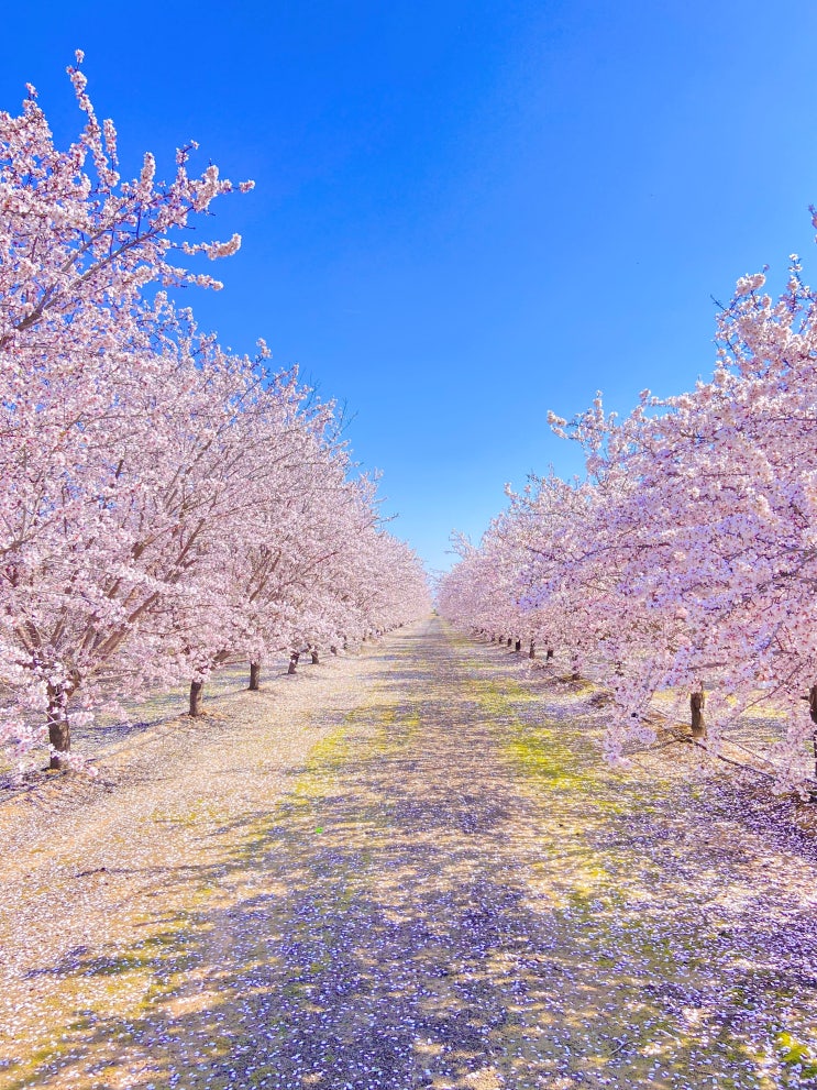  [Fresno] 샌프란시스코, 요세미티 근교 꽃 구경 & 봄 여행, 프레즈노 블라썸 트레일 (Fresno Blossom Trail) <애견동반가능, 강아지랑 여행>