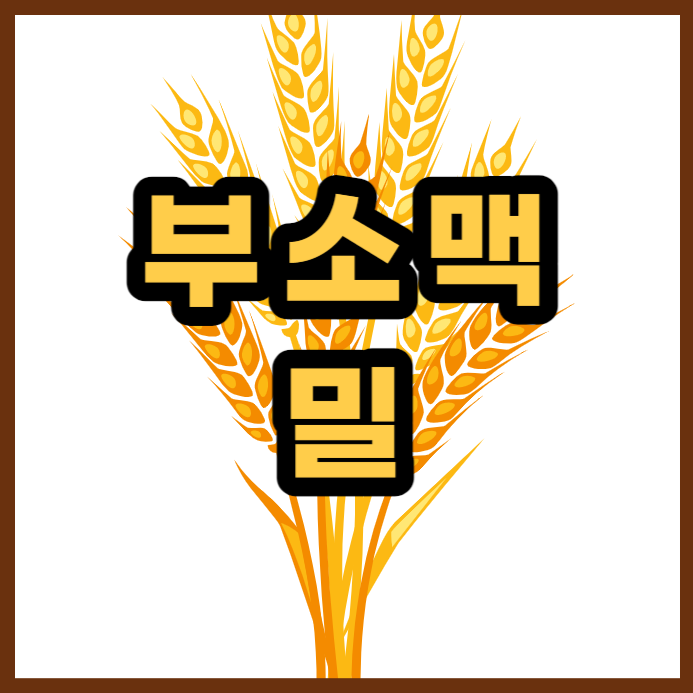  다한증 한약재 부소맥(밀쭉정이)에 대해서