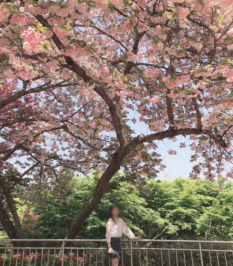  진주 벚꽃 명소: 연암도서관/ 평거동 강변/ 경상대/ 칠암동 강변/ 하동 십리벚꽃길