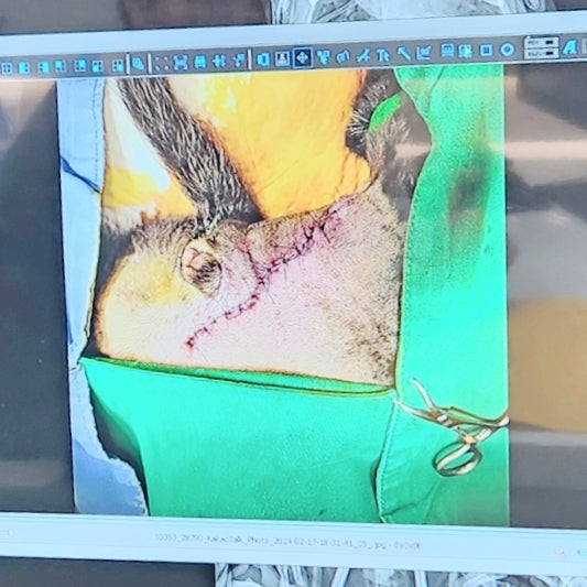 반려동물 펫 보험 강아지 애견보험 펫퍼민트 환급받기 반려동물 펫 보험 강아지 애견보험 펫퍼민트 환급받기