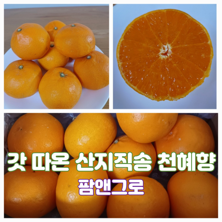 제주 산지직송 천혜향 제주천혜향 과일선물세트 팜앤그로 과일맛집 제주 산지직송 천혜향 제주천혜향 과일선물세트 팜앤그로 과일맛집