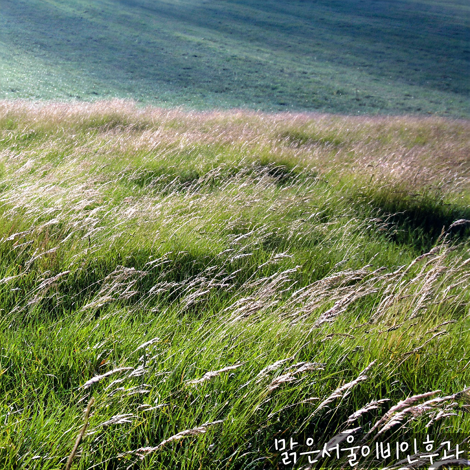 다가오는봄! 두려운 꽃가루 알레르기! [의정부 알레르기][의정부알레르기비염][의정부이비인후과]
