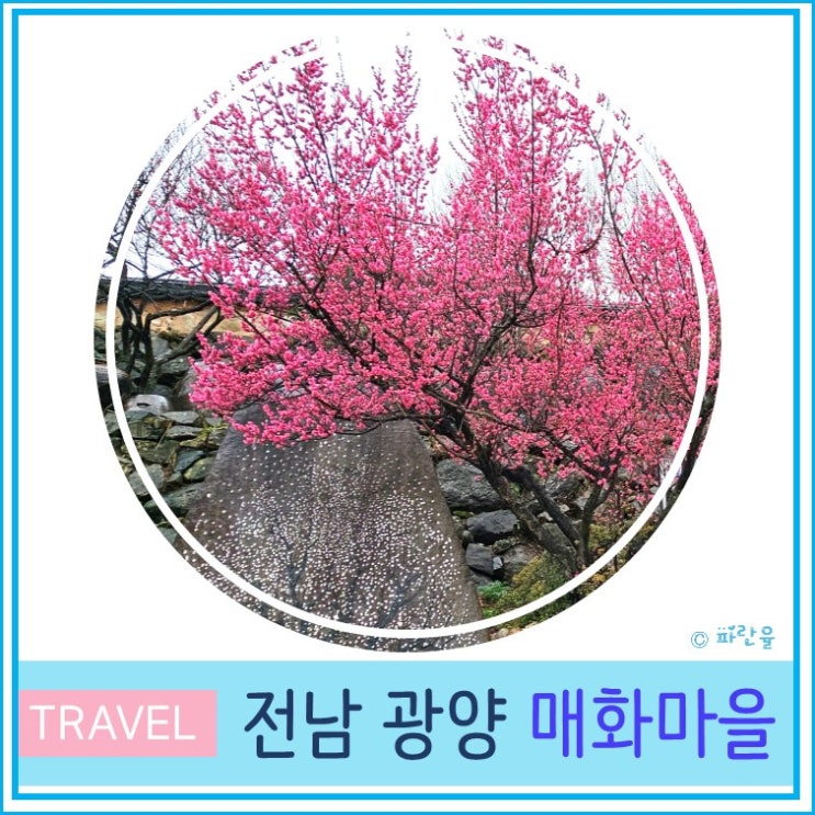  2024 광양 매화 축제 입장료 주차 일정 광양 매화마을 현재 실시간 개화상태 3월 봄꽃 축제 전라도 여행