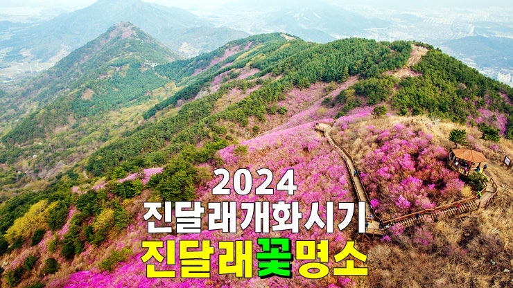 2024년 진달래 개화시기 (진달래꽃 명소 4월 여행지 추천 여수 영취산, 창원 천주산, 강화 고려산 등) 2024년 진달래 개화시기 (진달래꽃 명소 4월 여행지 추천 여수 영취산, 창원 천주산, 강화 고려산 등)