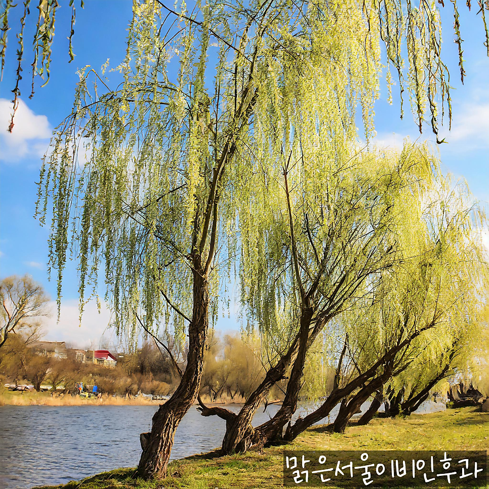 다가오는봄! 두려운 꽃가루 알레르기! [의정부 알레르기][의정부알레르기비염][의정부이비인후과]