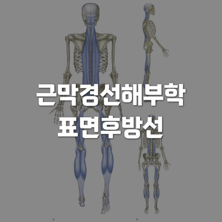  근막경선 해부학 : 표면후방선(SBL) 1 - 족저근막