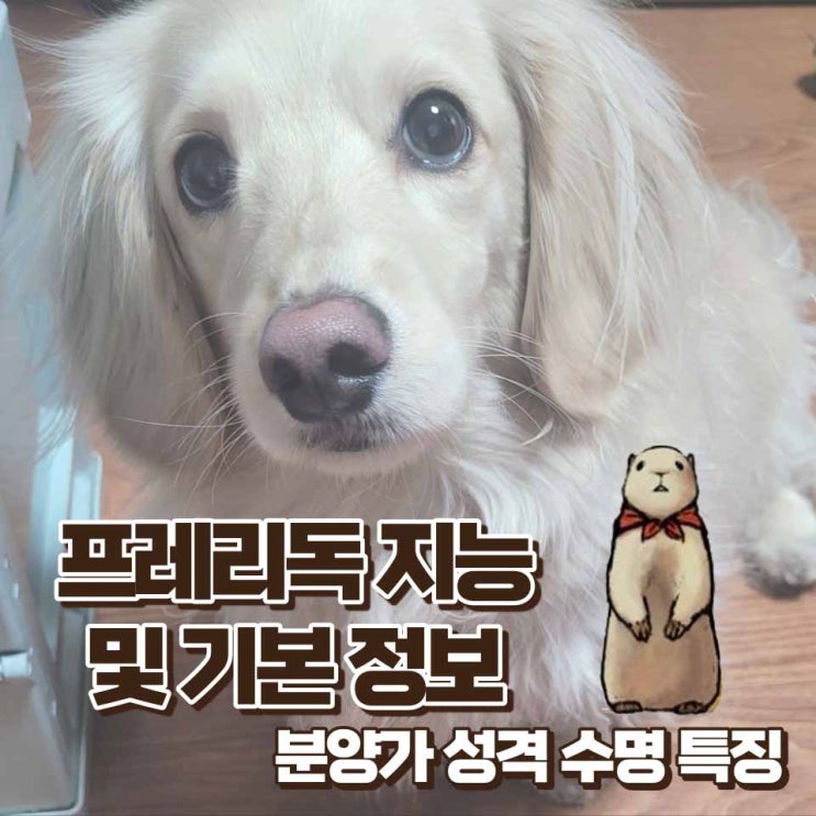 프레리독 키우기 분양가 수명 지능 성격 크기 몸무게 역사 기본정보 알아보기