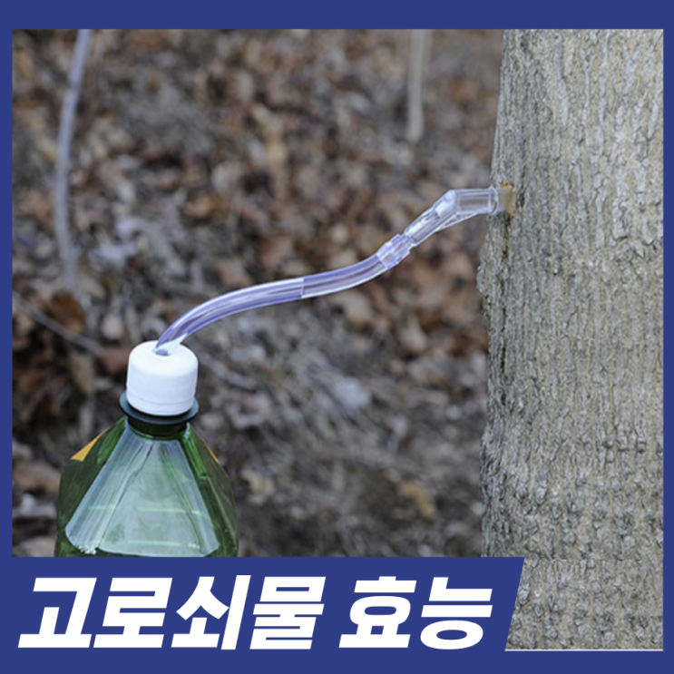  고로쇠물 효능 먹는법 유통기한 보관법! 알고가세요.