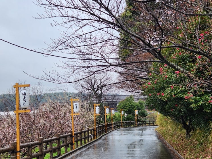 치타시(知多市) 매화 축제(우메 마츠리)를 가다