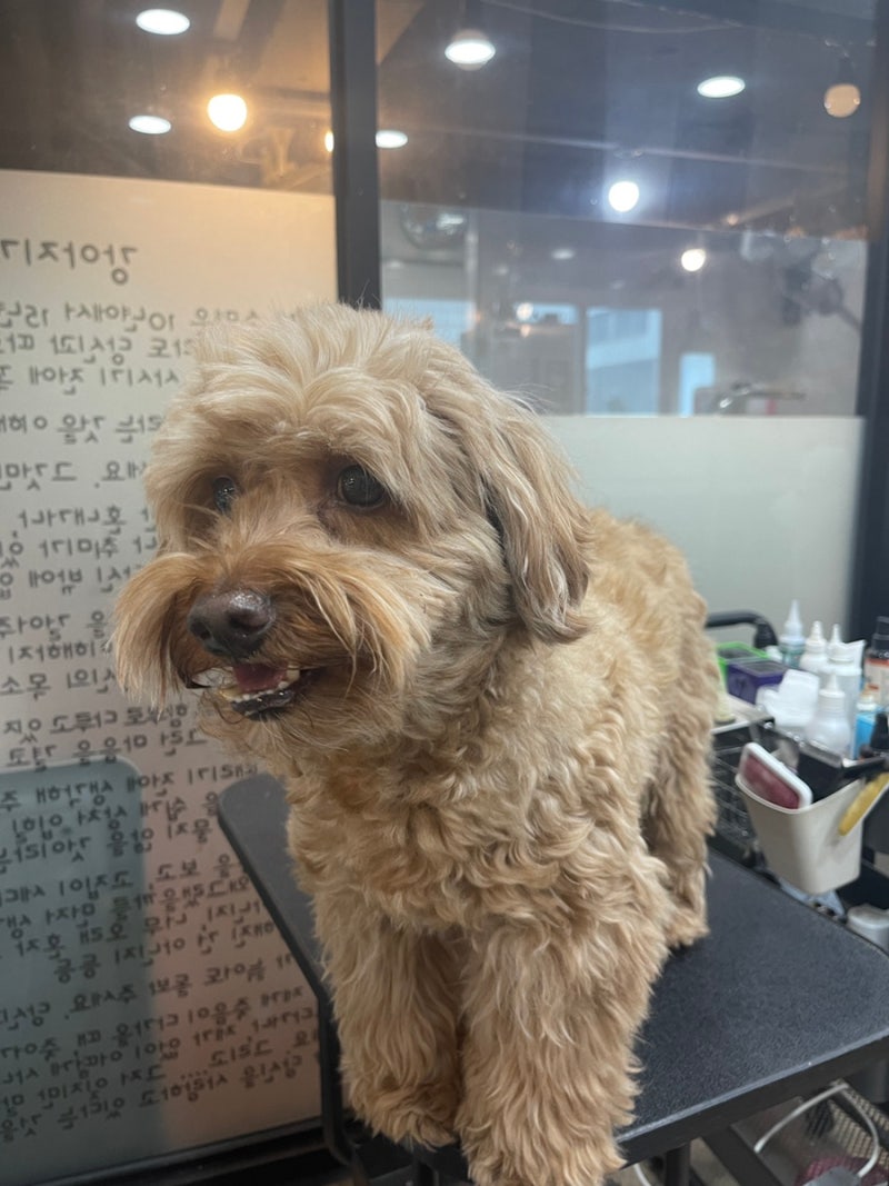 블링펫
