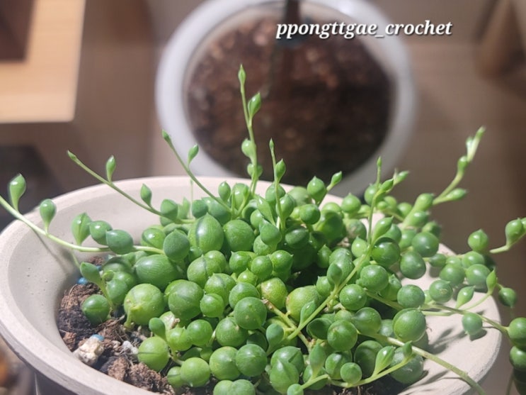  콩란(녹영) 기르기 //콩란 분갈이  하는 법과 꿀팁//콩란(삽목)번식시키기
