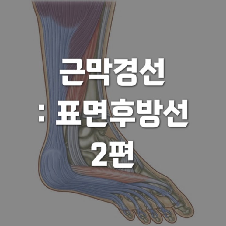  근막경선 해부학 : 표면후방선(SBL) 2 - 발뒤꿈치에서 좌골결절까지