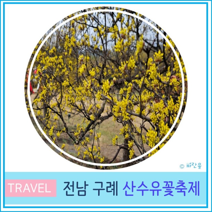  2024 구례 산수유 꽃 축제 일정 주차장 실시간 개화 상황 전라도 여행 3월 봄꽃 축제