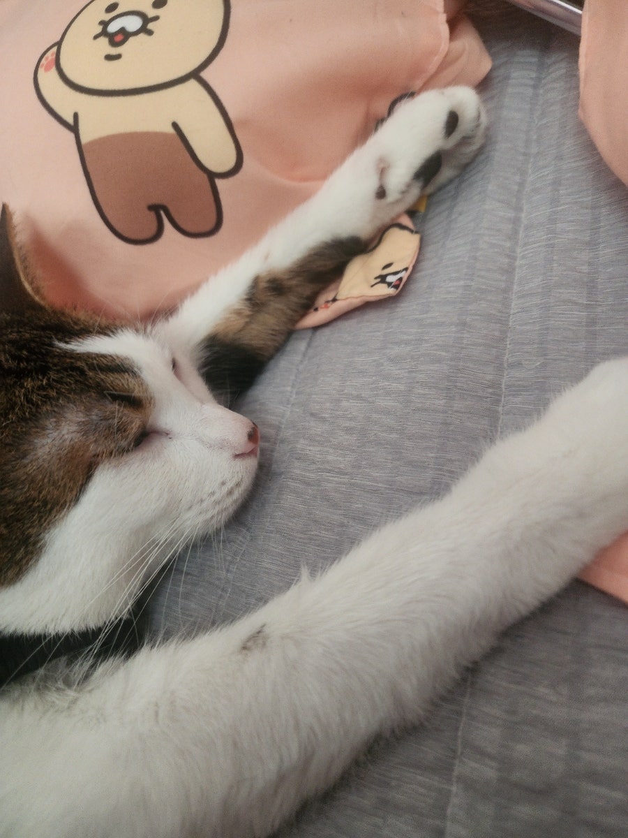 맘스터치 인제현리점 사진 4