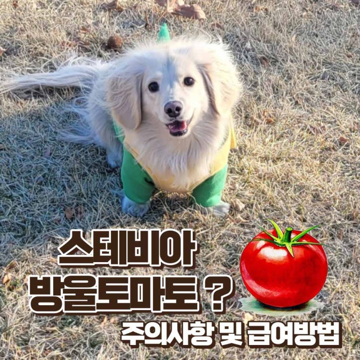스테비아 방울토마토 강아지 먹어도 될까요? 일반 토마토와 차이점 및 급여 방법
